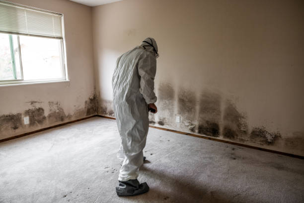 Best Attic Mold Remediation in Spindale, NC